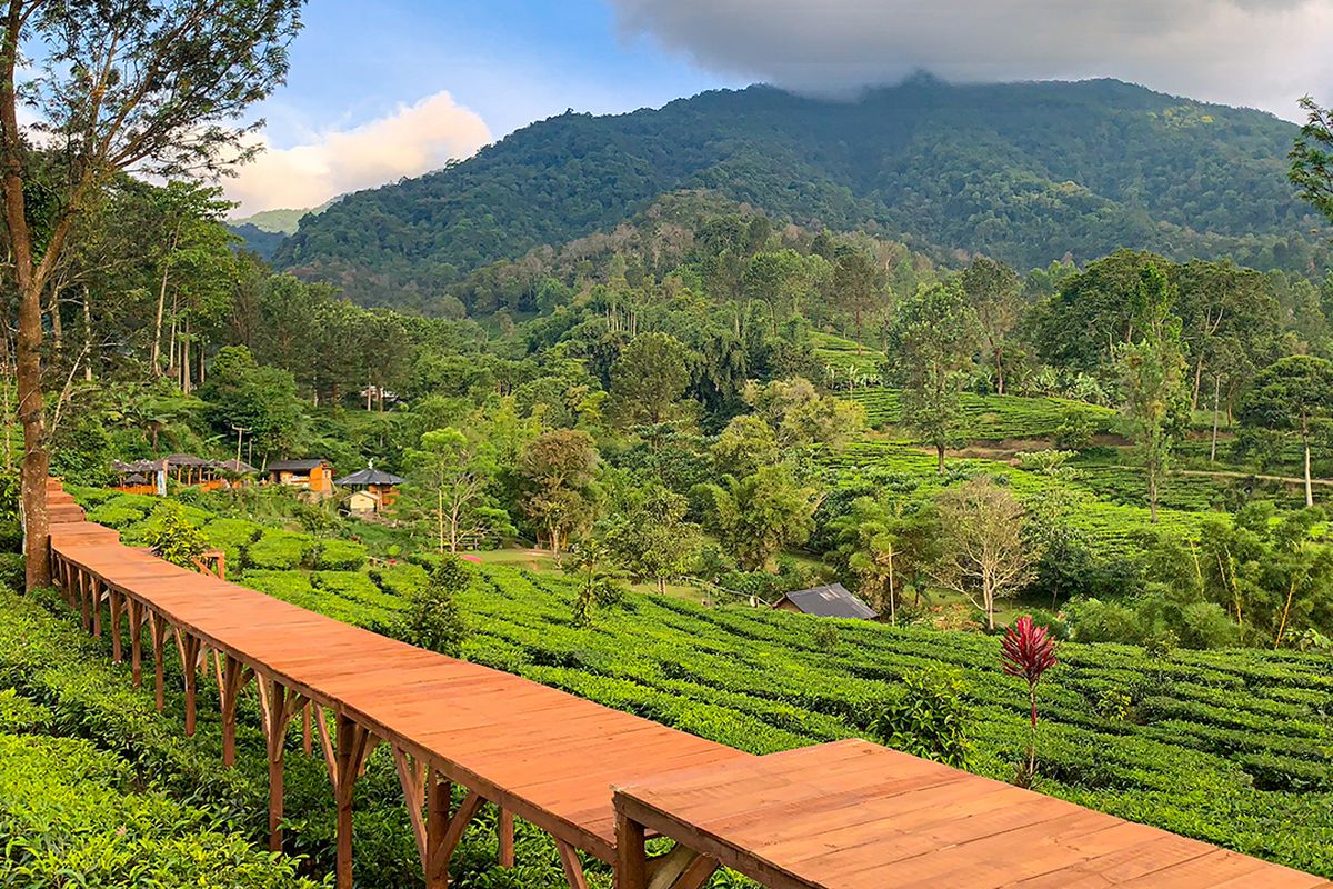 Kebun Teh Gunung Mas Puncak Bogor